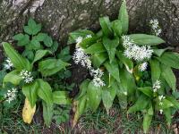 Große und kleine Bärlauch Blütengruppe an Baumstammfuß
